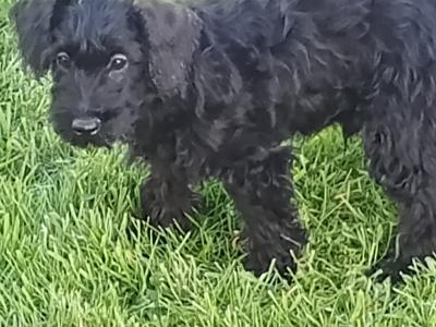 Schnoodle puppies