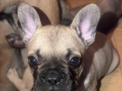 French Bulldog puppies for sale in Dublin 🐶🐾‼️