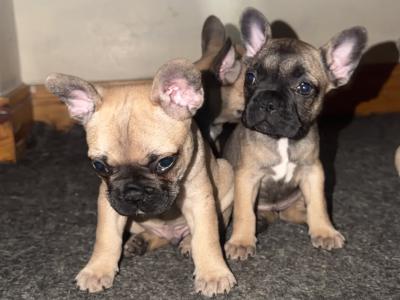 French Bulldog puppies for sale in Dublin 🐶🐾‼️