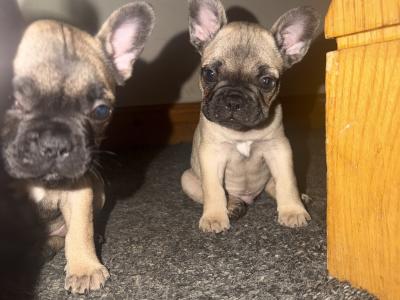 French Bulldog puppies for sale in Dublin 🐶🐾‼️