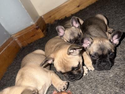 French Bulldog puppies for sale in Dublin 🐶🐾‼️