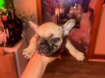 French Bulldog puppies for sale in Dublin 🐶🐾‼️