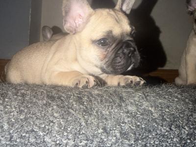 French Bulldog puppies for sale in Dublin 🐶🐾‼️