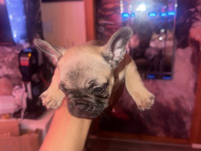 French Bulldog puppies for sale in Dublin 🐶🐾‼️
