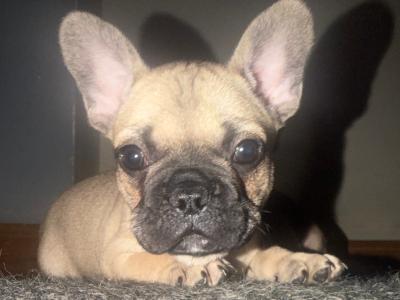 French Bulldog puppies for sale in Dublin 🐶🐾‼️