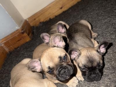 French Bulldog puppies for sale in Dublin 🐶🐾‼️
