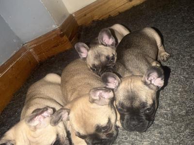 French Bulldog puppies for sale in Dublin 🐶🐾‼️