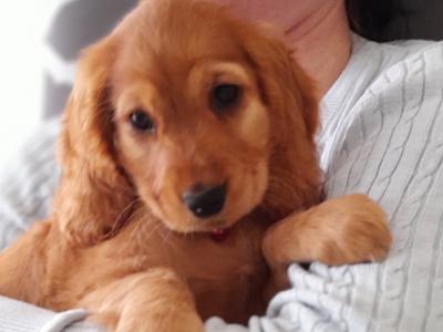 Cocker Spaniel puppies in Laois (Health tested parents)