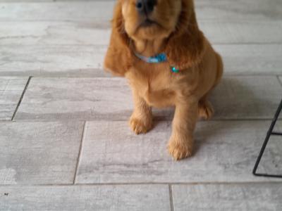 Cocker Spaniel puppies in Laois (Health tested parents)