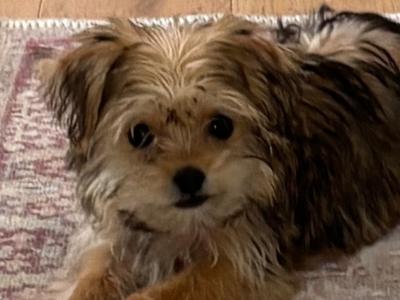 Miniature female Maltese x Yorkshire Terrier puppy (Morkie) in Kildare