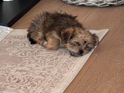 Miniature female Maltese x Yorkshire Terrier puppy (Morkie) in Kildare