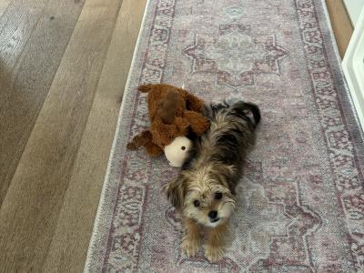 Miniature female Maltese x Yorkshire Terrier puppy (Morkie) in Kildare