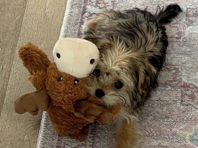 Miniature female Maltese x Yorkshire Terrier puppy (Morkie) in Kildare