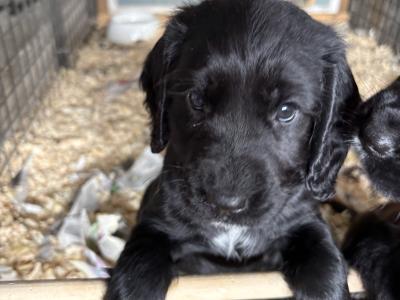 Stunning Sprocker puppies in Cavan
