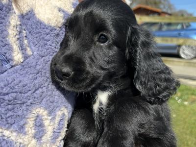 Stunning Sprocker puppies in Cavan