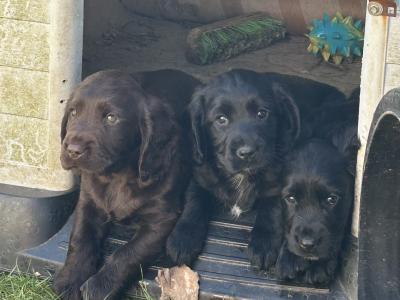 Stunning Sprocker puppies in Cavan