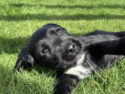 Stunning Sprocker puppies in Cavan