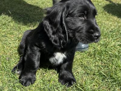 Stunning Sprocker puppies in Cavan
