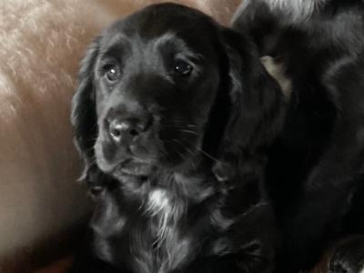 Stunning Sprocker puppies in Cavan