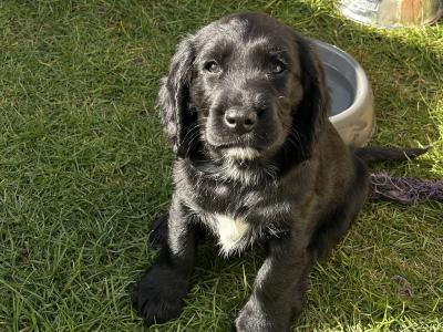 Stunning Sprocker puppies in Cavan