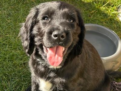 Stunning Sprocker puppies in Cavan