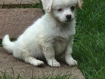 Beautiful Cavachon puppies in Galway