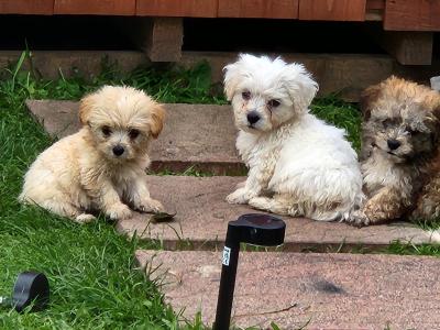 Beautiful Cavachon puppies in Galway