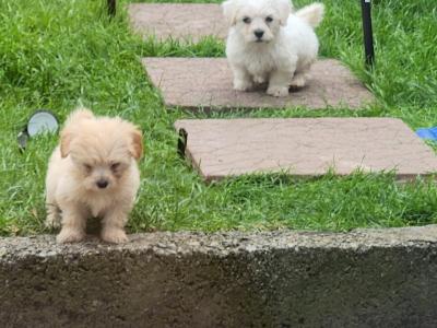 Beautiful Cavachon puppies in Galway