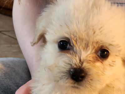 Beautiful Cavachon puppies in Galway