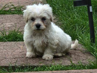 Beautiful Cavachon puppies in Galway