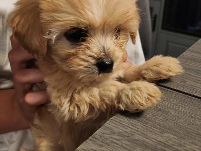 Beautiful Cavachon puppies in Galway