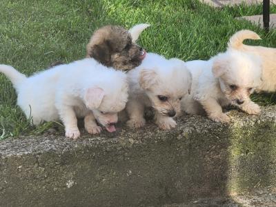 Beautiful Cavachon puppies in Galway