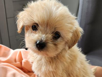Beautiful Cavachon puppies in Galway