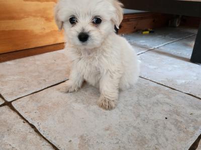 Beautiful Cavachon puppies in Galway