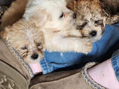 Beautiful Cavachon puppies in Galway