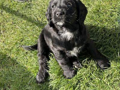 Stunning Sprocker puppies in Cavan