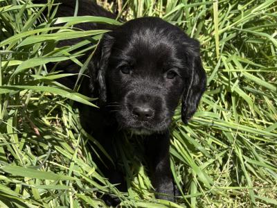 Stunning Sprocker puppies in Cavan