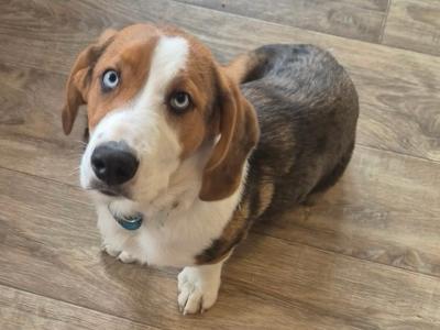 Male Basset Hound x Border Collie puppy 6 months old for sale in Offaly