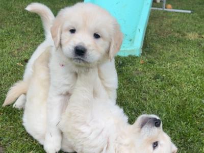 Golden Retriever puppies in Cavan