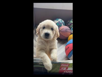 Golden Retriever puppies in Cavan