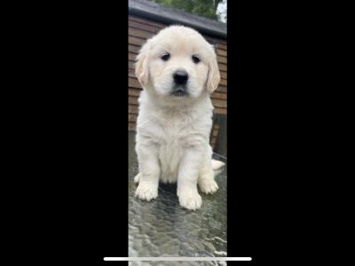 Golden Retriever puppies in Cavan