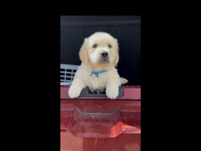 Golden Retriever puppies in Cavan