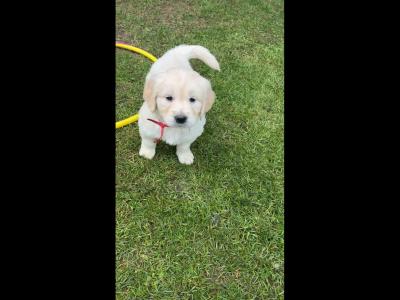 Golden Retriever puppies in Cavan