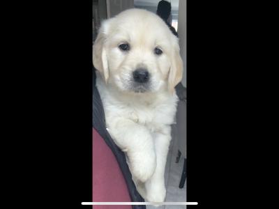 Golden Retriever puppies in Cavan