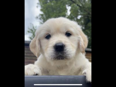 Golden Retriever puppies in Cavan
