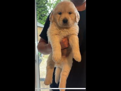 Golden Retriever puppies in Cavan