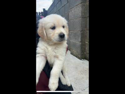 Golden Retriever puppies in Cavan