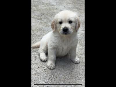 Golden Retriever puppies in Cavan