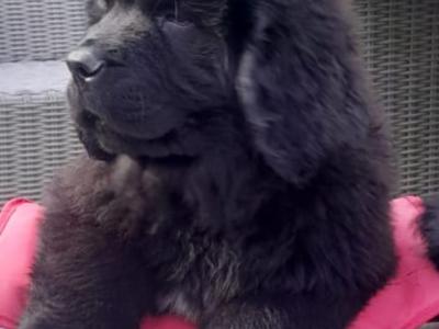 Stunning IKC Registered Newfoundland puppies - Superior Quality in Galway
