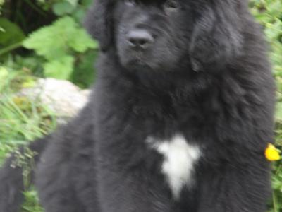 Stunning Pedigree Newfoundland puppies - Superior Quality in Galway